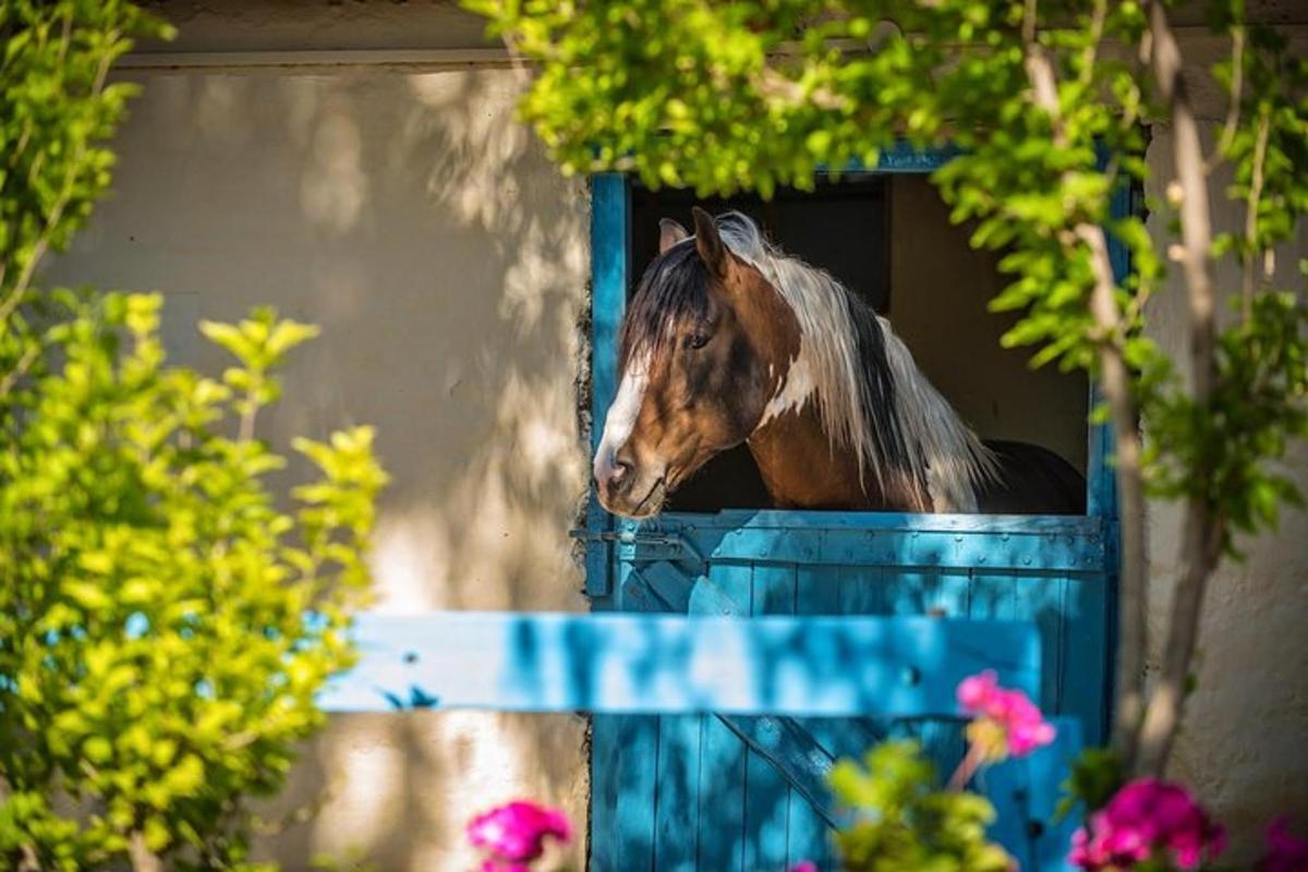 a horse sticking its head out of a blue box