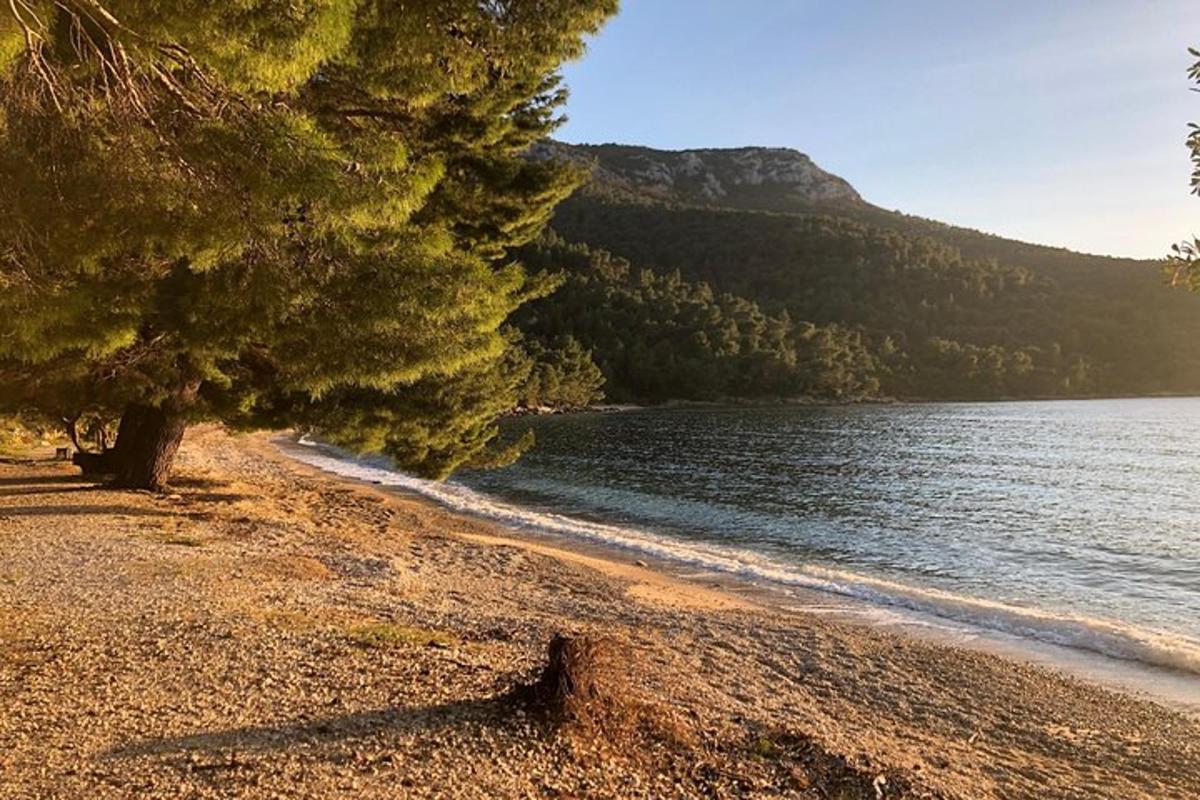 un albero che si trova su una spiaggia vicino a uno specchio d'acqua
