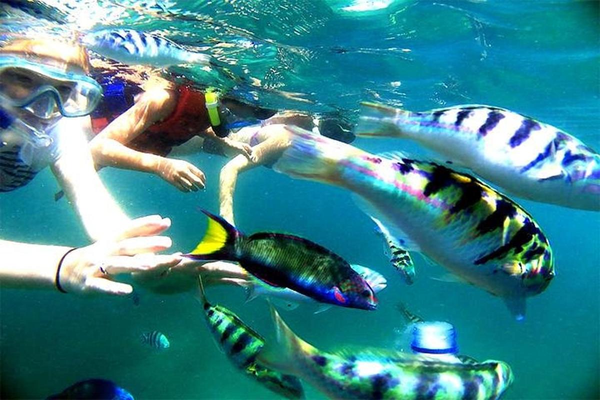 seseorang di dalam air dengan ikan di dalam air