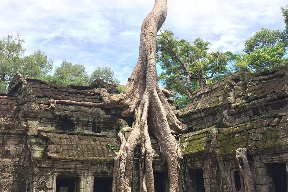 un albero che cresce sul tetto di un edificio