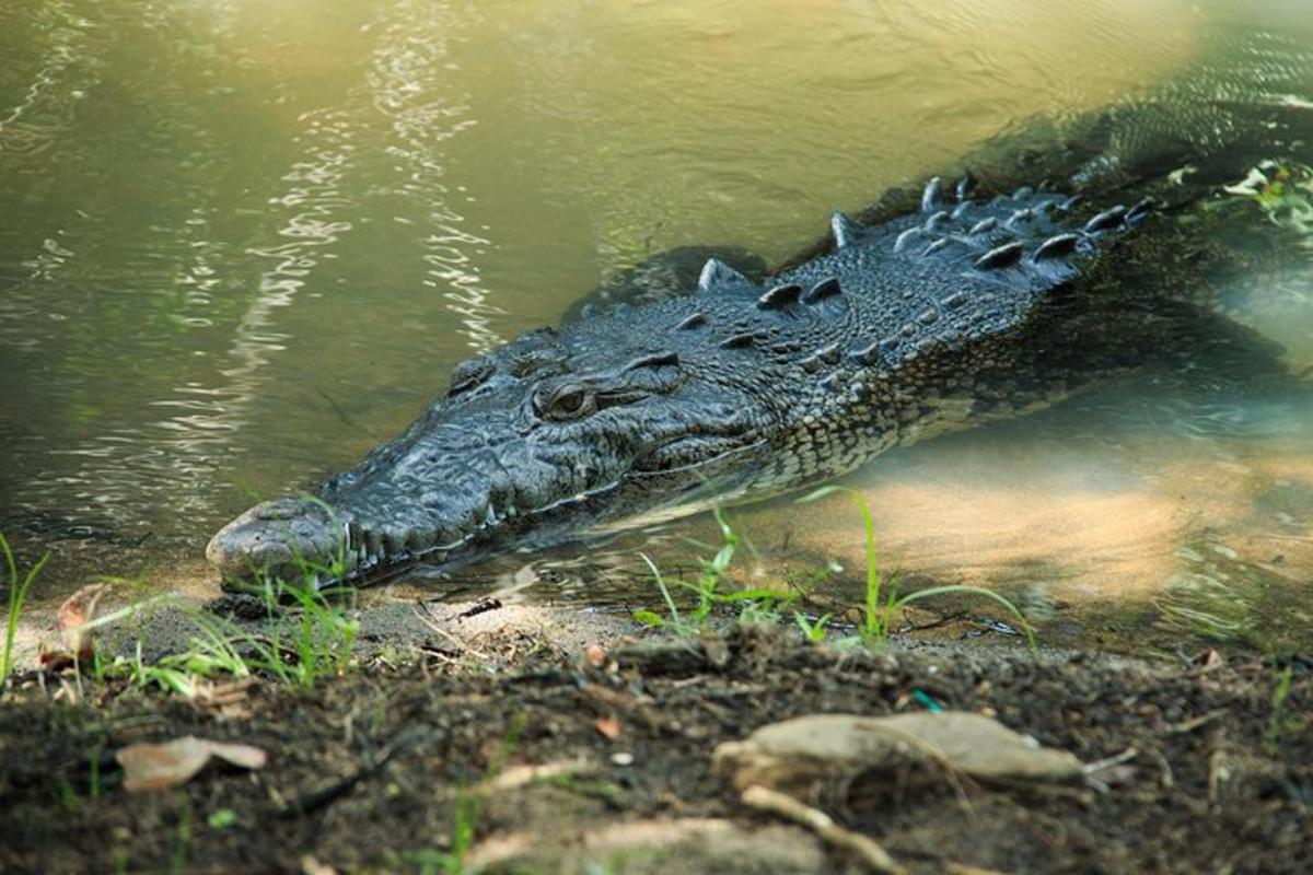 a crocodile is laying in the water