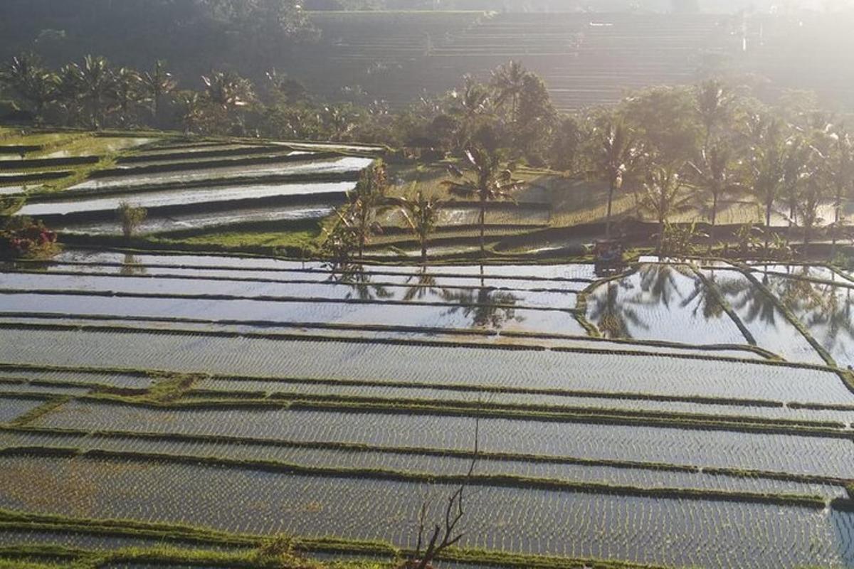 pemandangan dari udara sawah padi yang luas