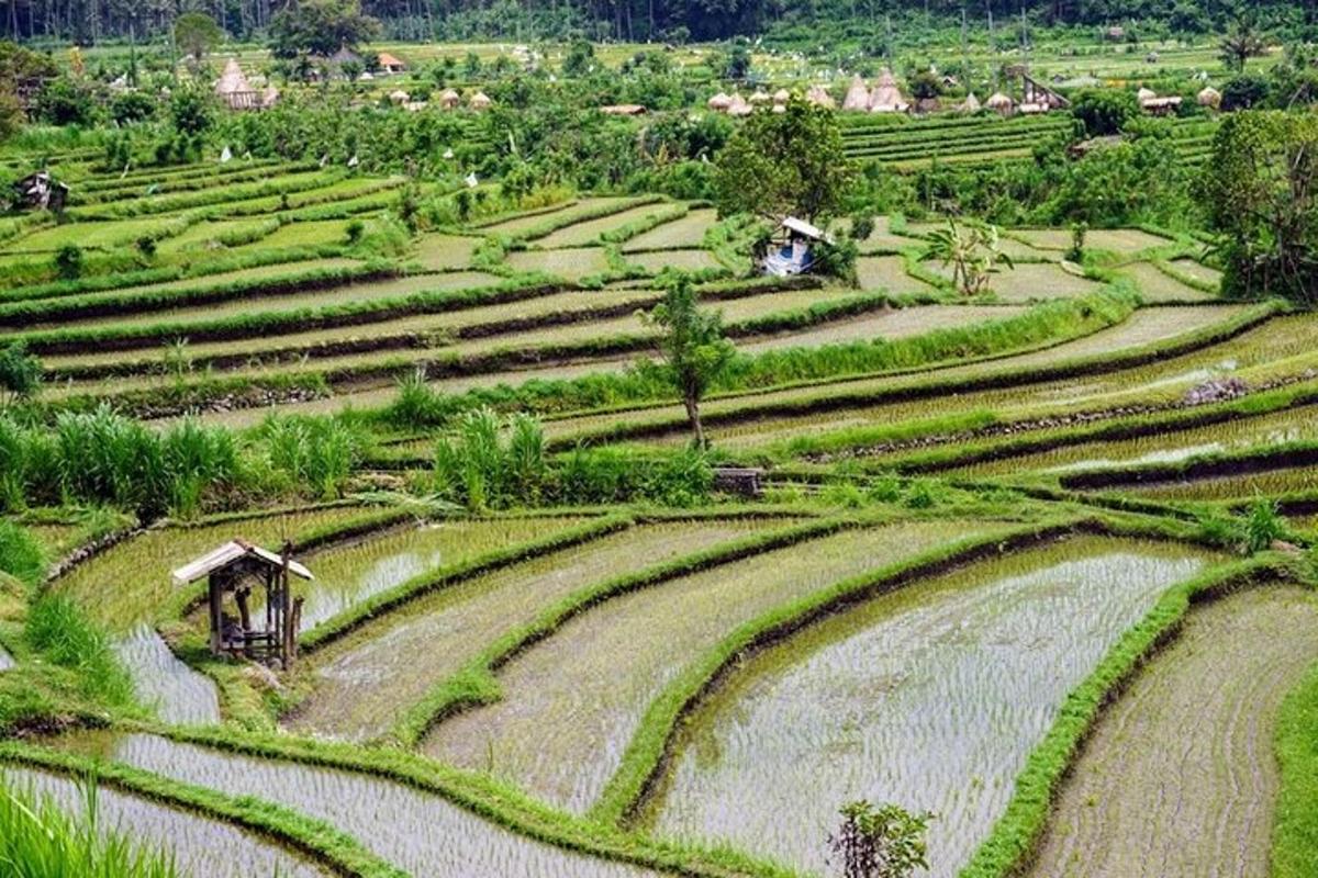 pemandangan udara sawah terasering di ladang