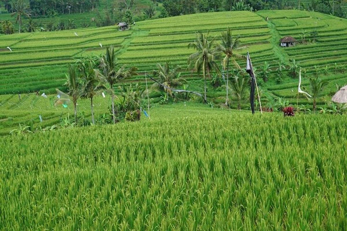 a field of green grass with palm trees in the background