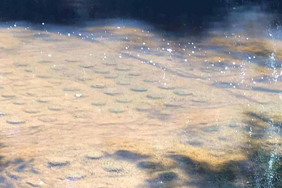 uno specchio d'acqua con bolle al suo interno