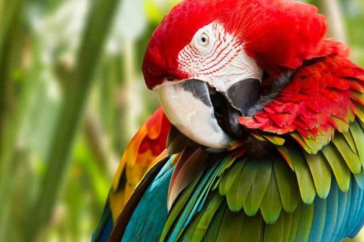 burung kakak tua yang berwarna-warni sedang melihat ke arah kamera
