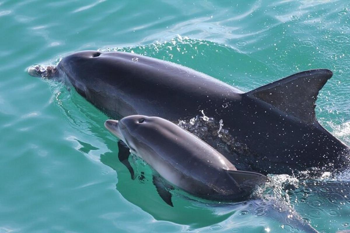 two dolphins swimming in the water