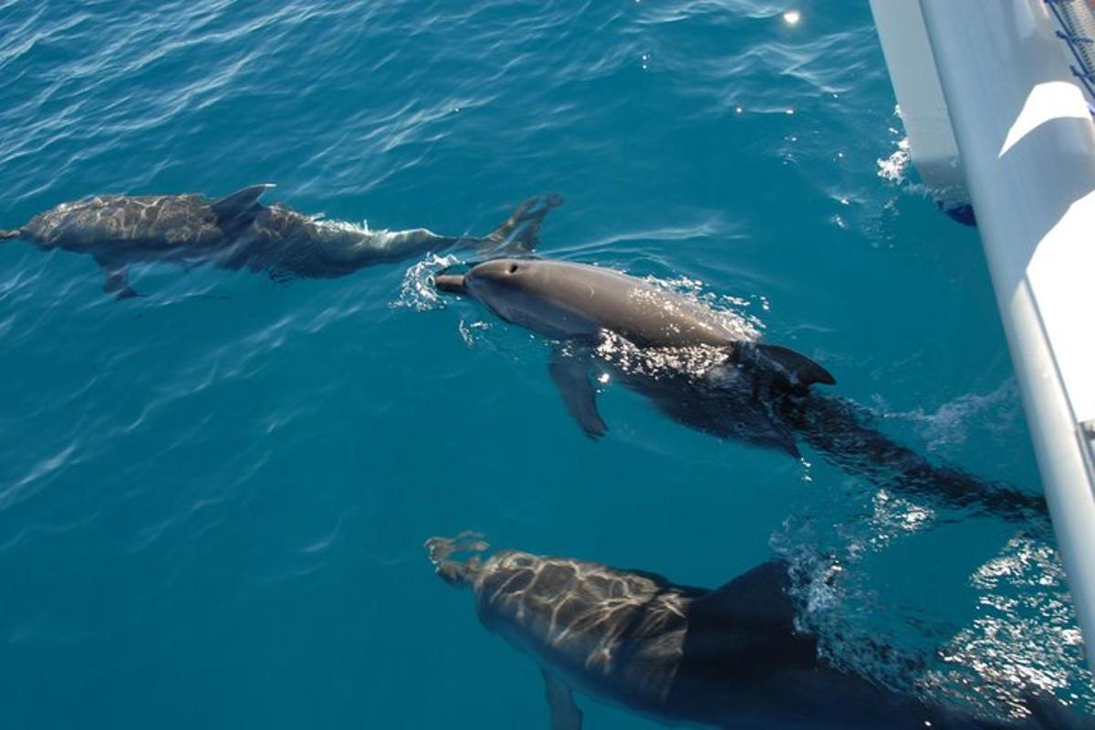 eine Gruppe von Delfinen im Wasser in der Nähe eines Bootes