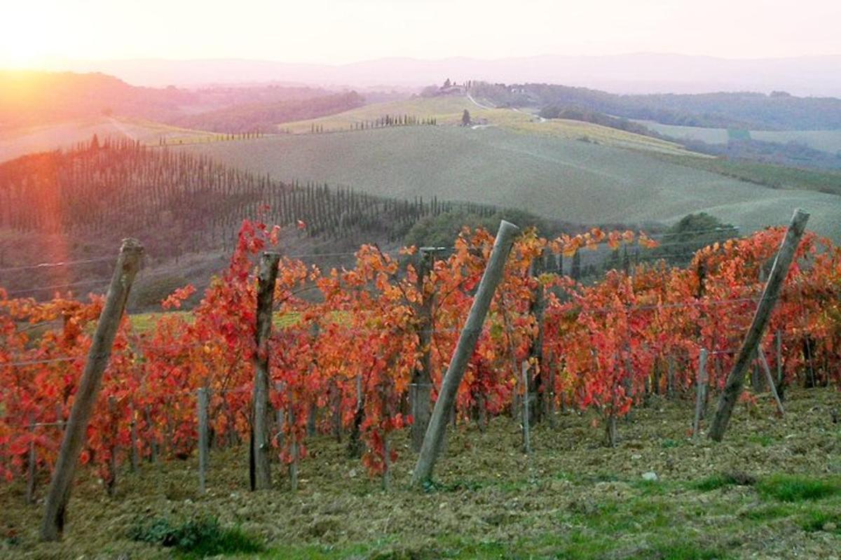 vinograd jeseni z rdečimi listi