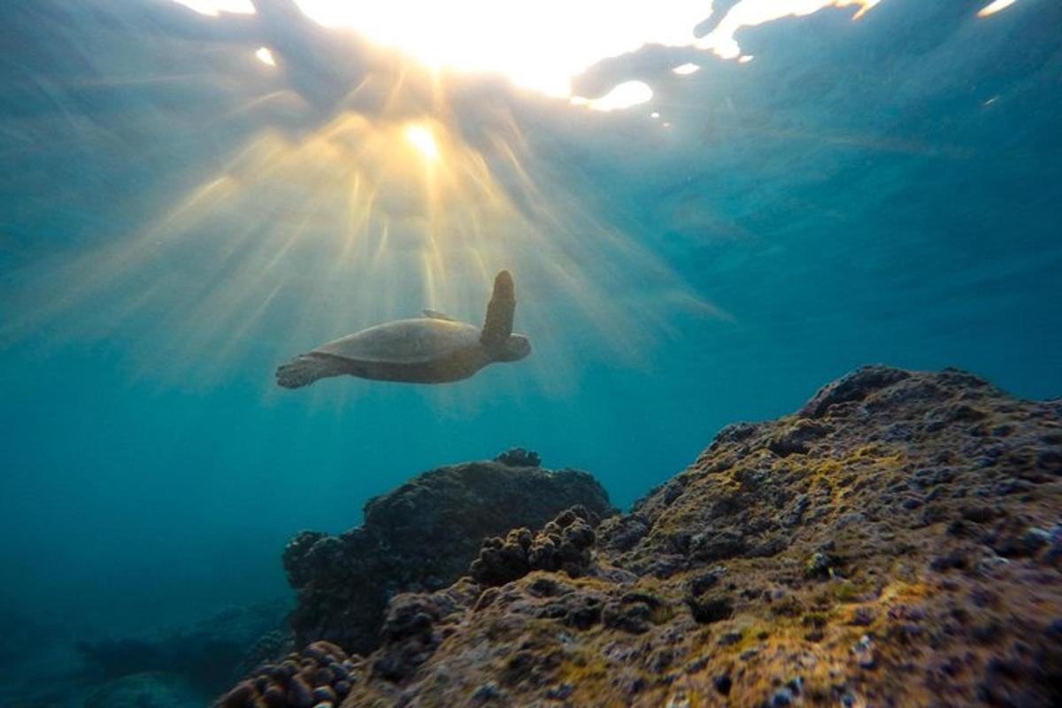 una tartaruga che nuota sott'acqua con il sole che splende