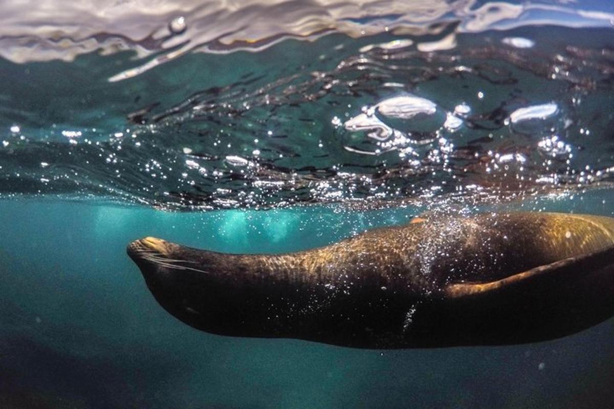 un animale marino che nuota nell'acqua