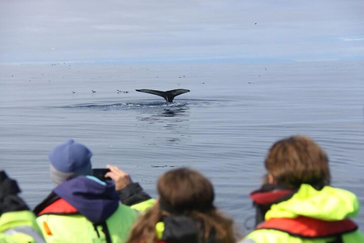 un grup de persones mirant una balena a l'aigua