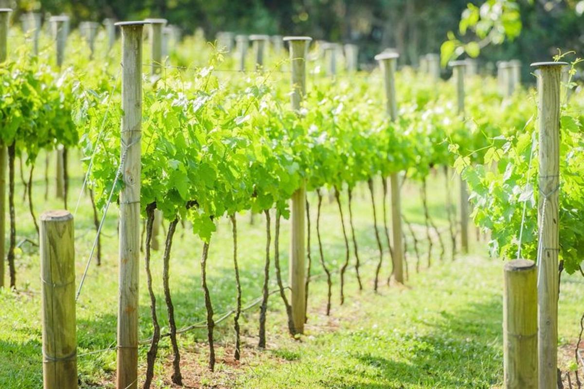 a row of grape vines in a vineyard