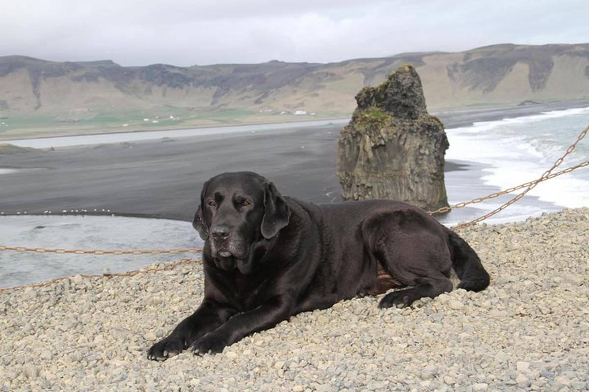een zwarte hond die op een rotsachtig strand ligt