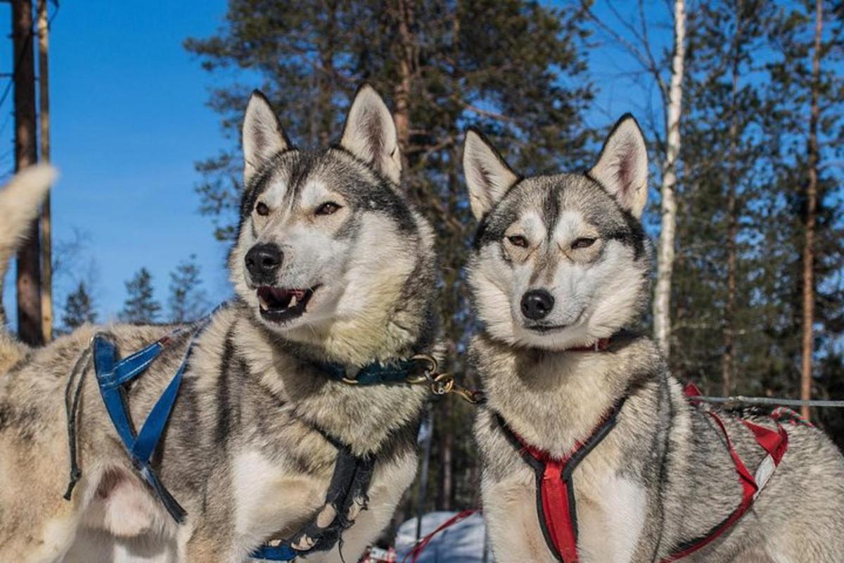 Kaks husky koera seisavad teineteise kõrval