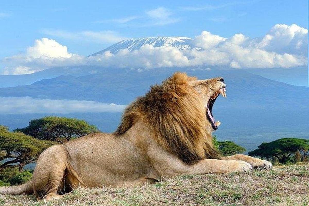a lion laying on the grass with a mountain in the background