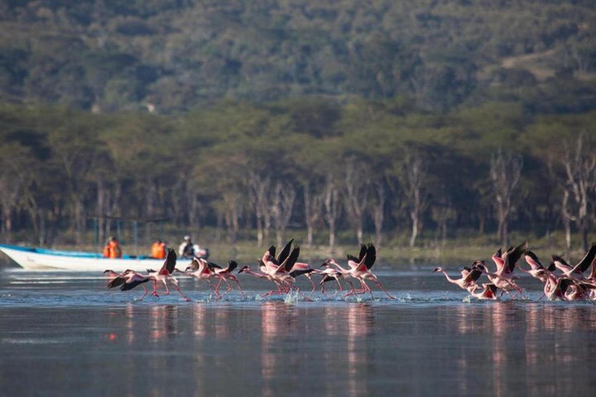 roosade flamingode parv lendab üle vee