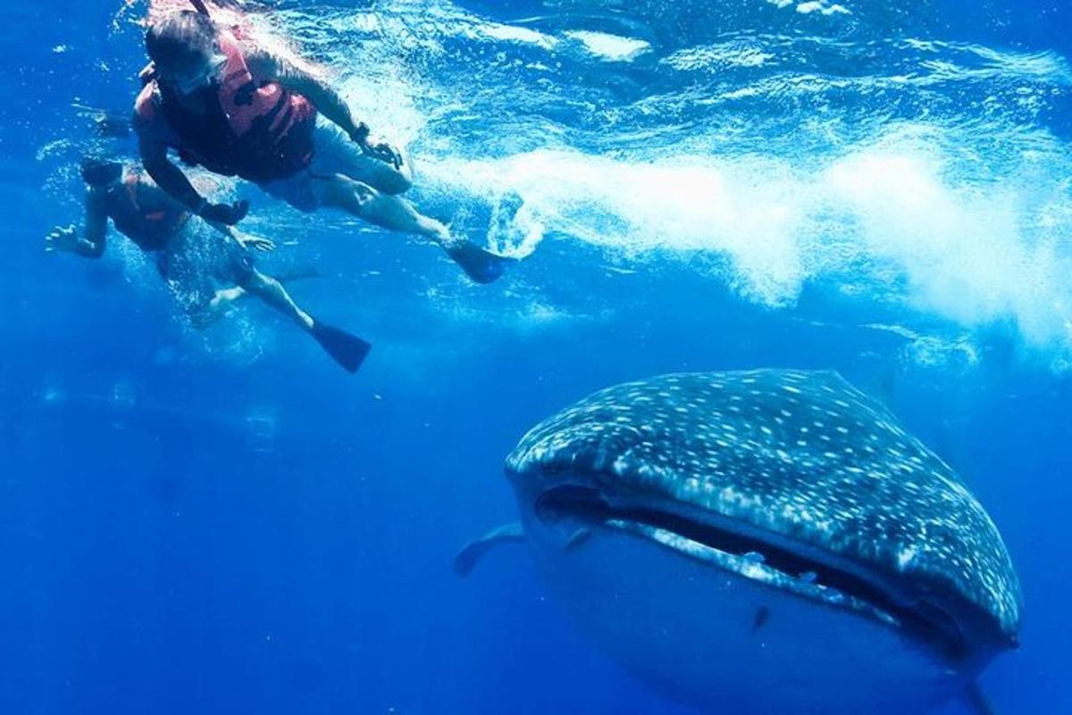 una persona che nuota accanto a uno squalo balena in acqua