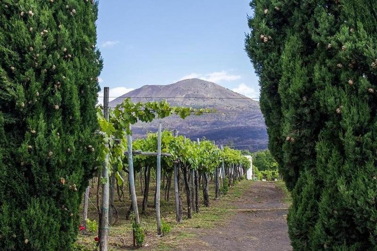a row of trees with a mountain in the background
