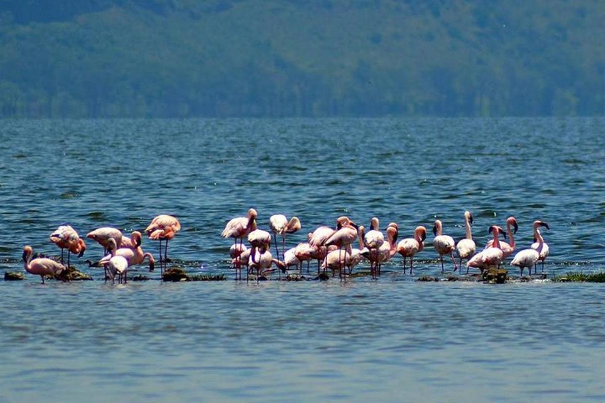 Una bandada de flamencos rosados de pie en el agua