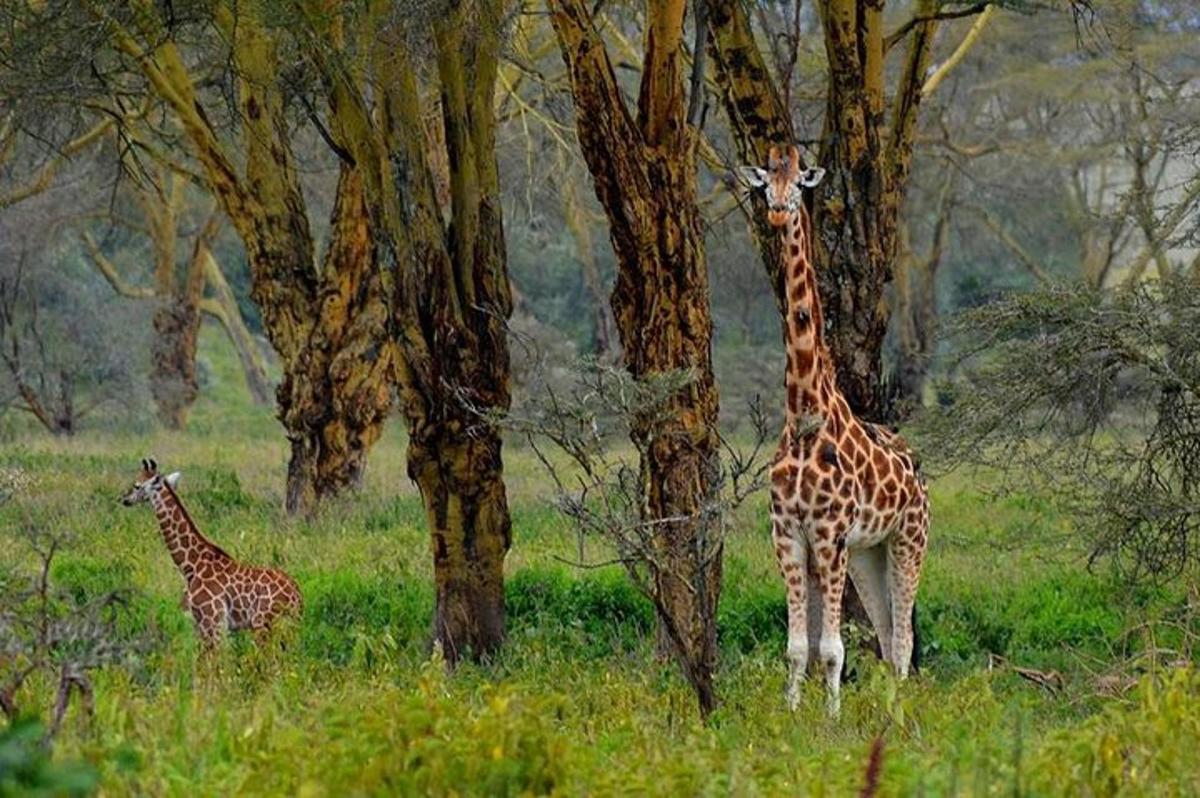 două girafe stând în iarbă lângă copaci