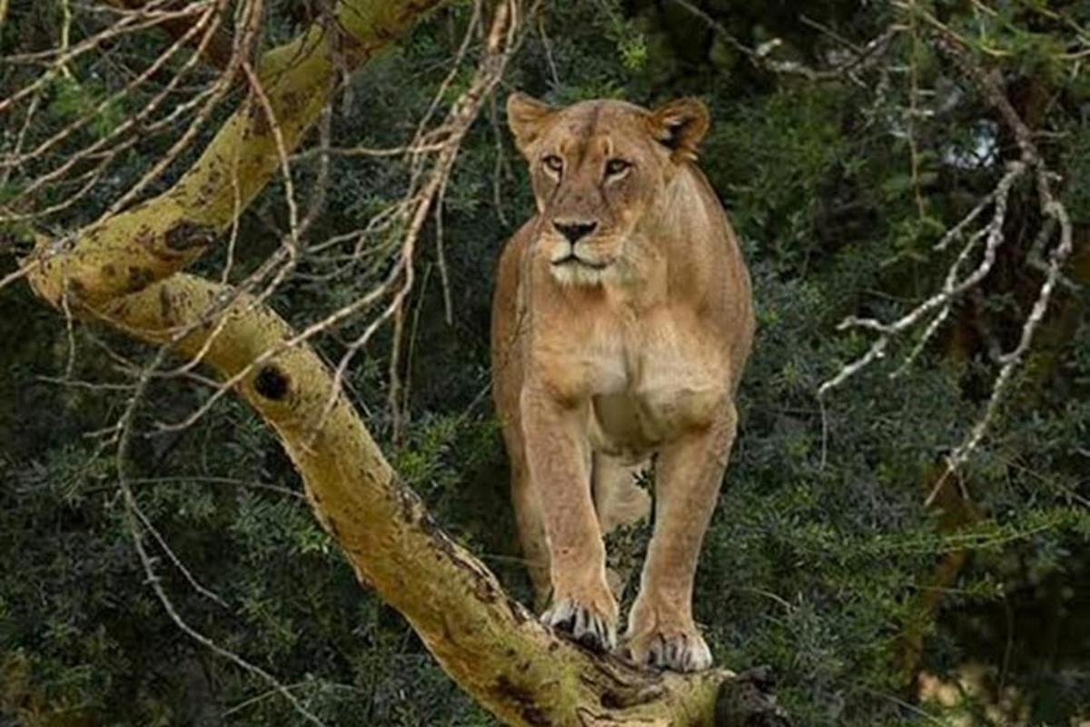 un león parado en la cima de la rama de un árbol