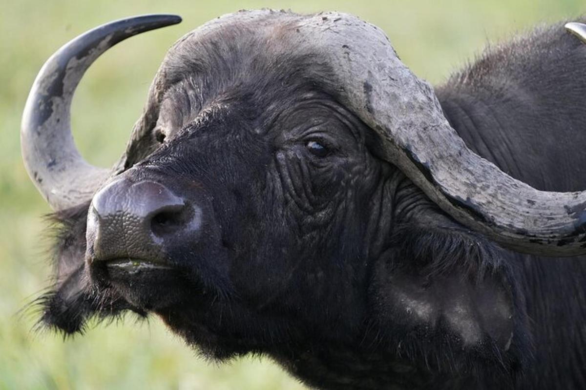 Un toro con cuernos largos parado en un campo