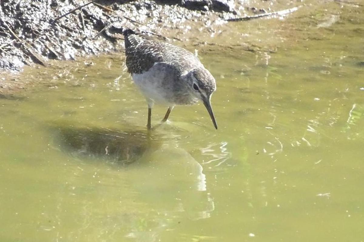 a bird is standing in the water