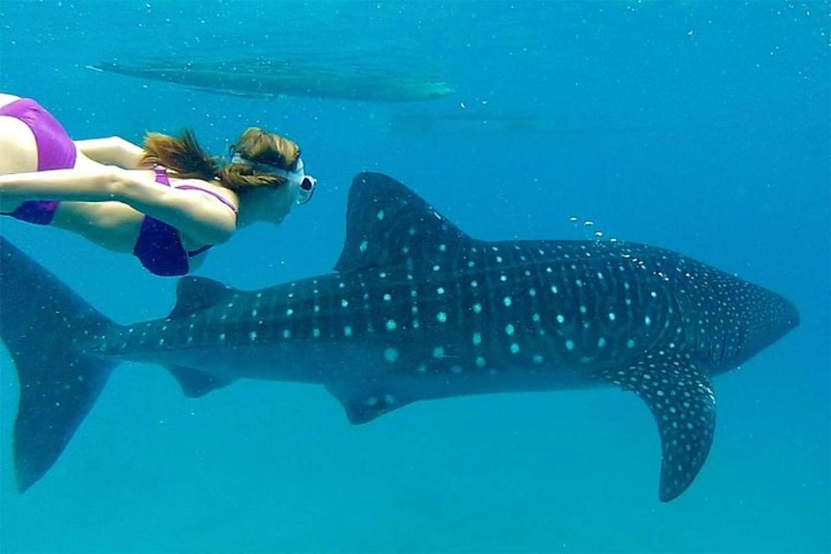 žena plave vedle žraloka velrybího v oceánu