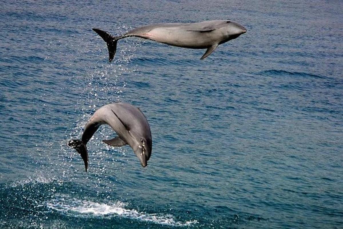 two dolphins jumping out of the water