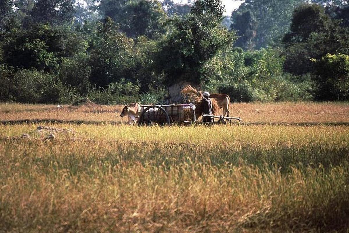 dua ekor lembu sedang menarik bajak di sebuah ladang