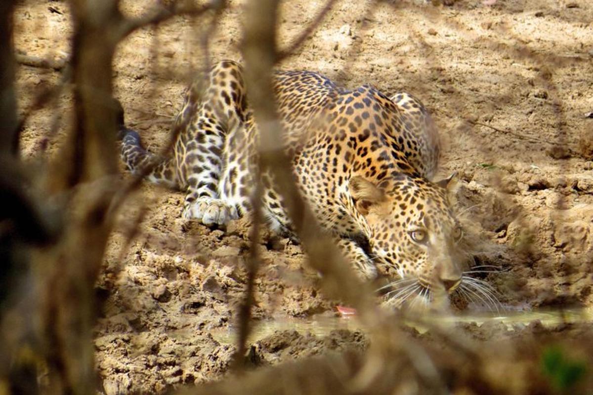 un leopard întins pe pământ în noroi