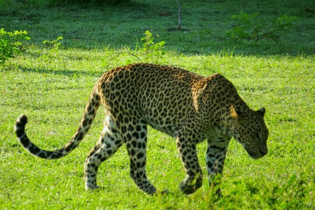 un ghepard mergând pe un câmp cu iarbă