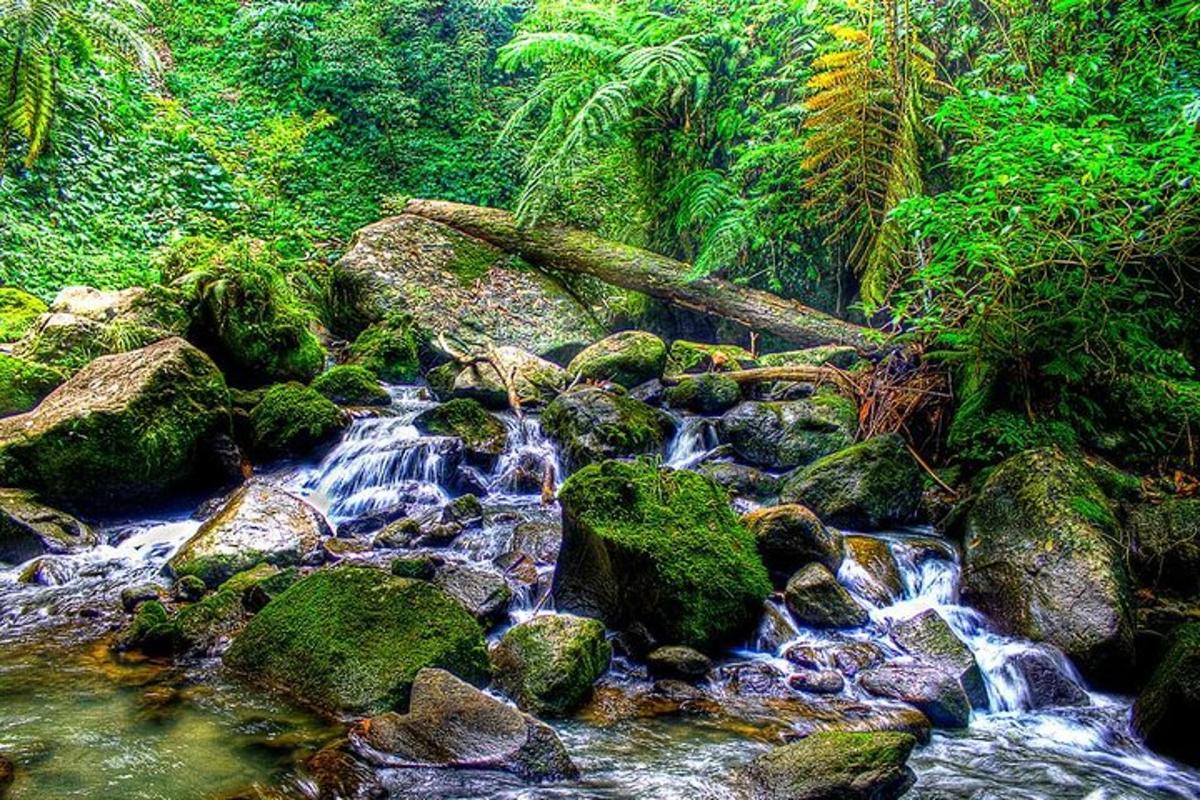 a stream of water with rocks in a forest