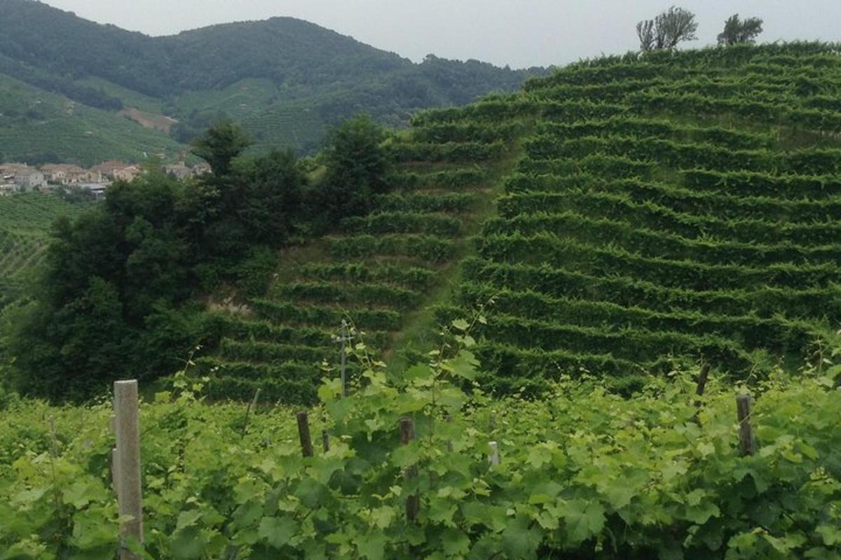 ladang anggur dengan sekumpulan tumbuhan hijau di atas bukit