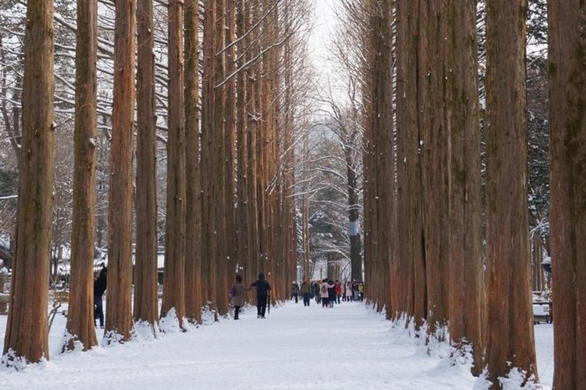 un sentiero attraverso una foresta di alberi nella neve
