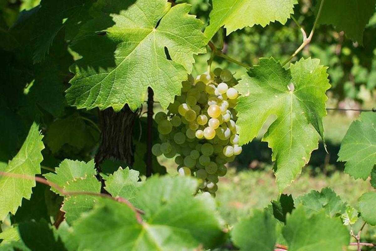 un raïm verd penjat d'un arbre
