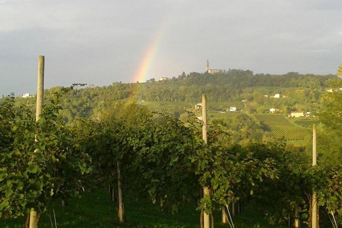 un arc de Sant Martí al cel sobre un munt d'arbres