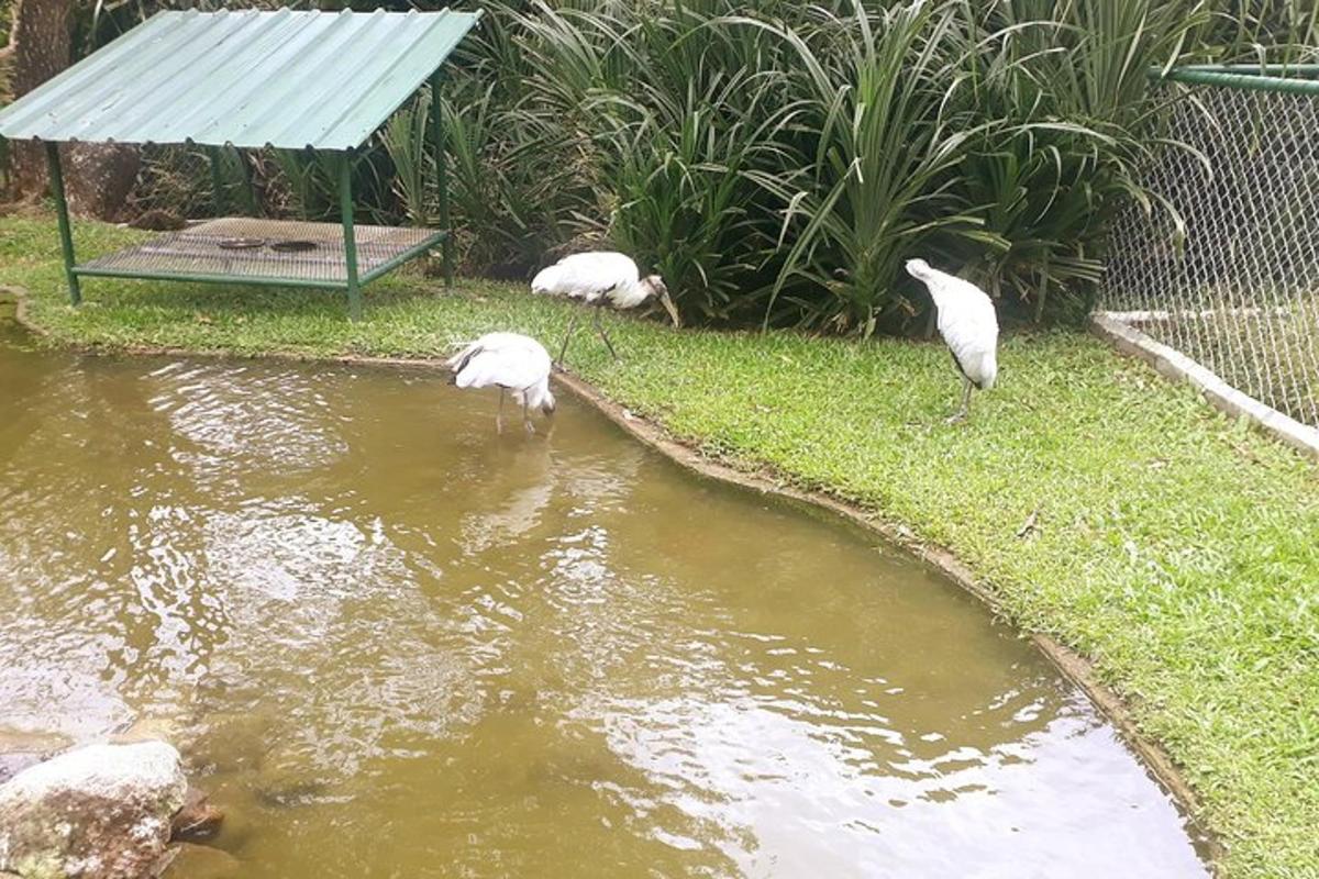 ba con chim trắng đang đứng trong nước