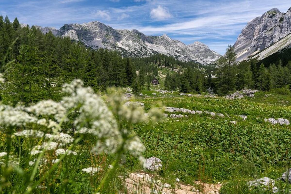 Un campo de flores con montañas al fondo
