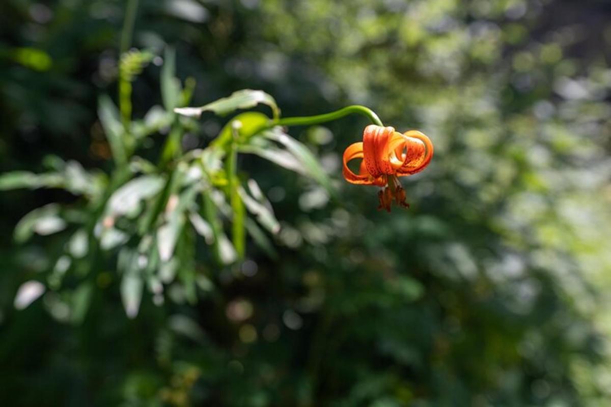 una pequeña flor naranja en una planta verde