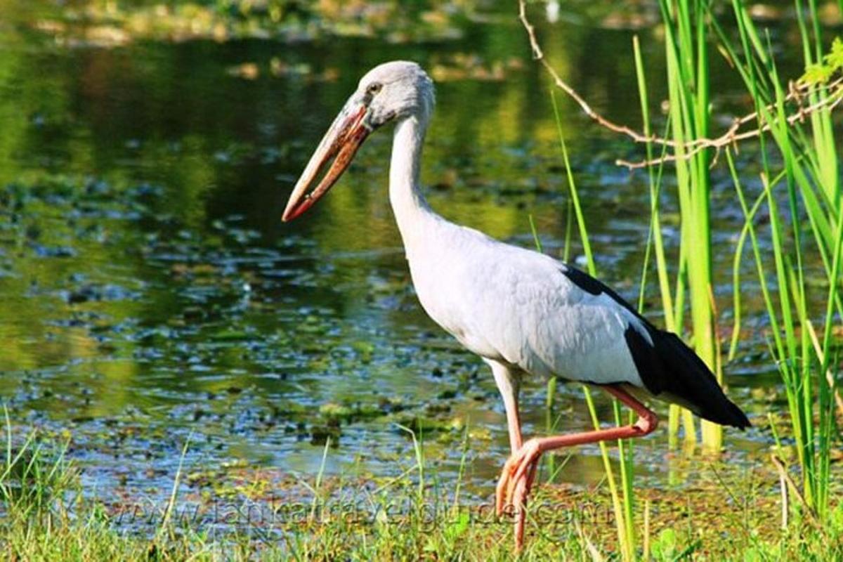 ein Vogel mit einem langen Schnabel, der neben einem Teich steht