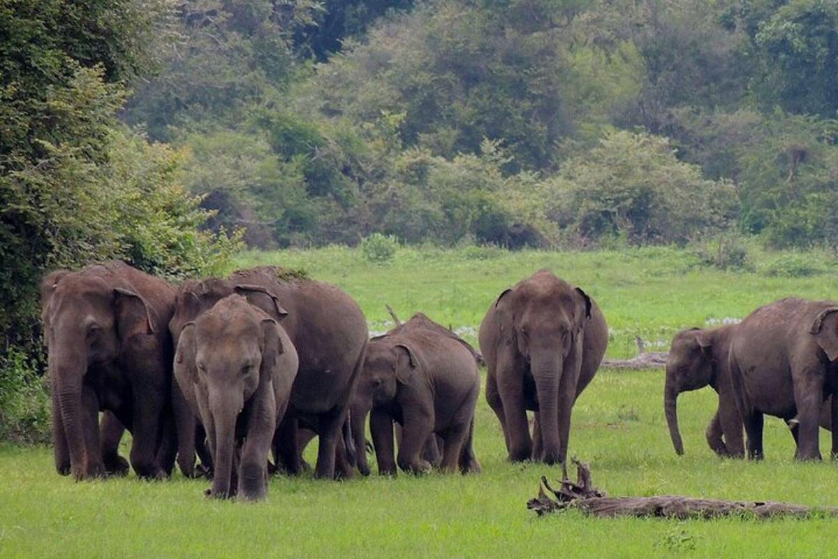 una mandria di elefanti che camminano in un campo