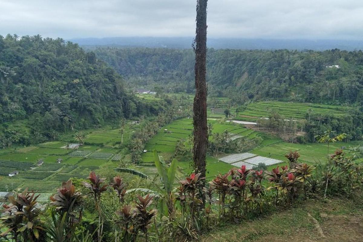Una vista de una colina con árboles y campos verdes.