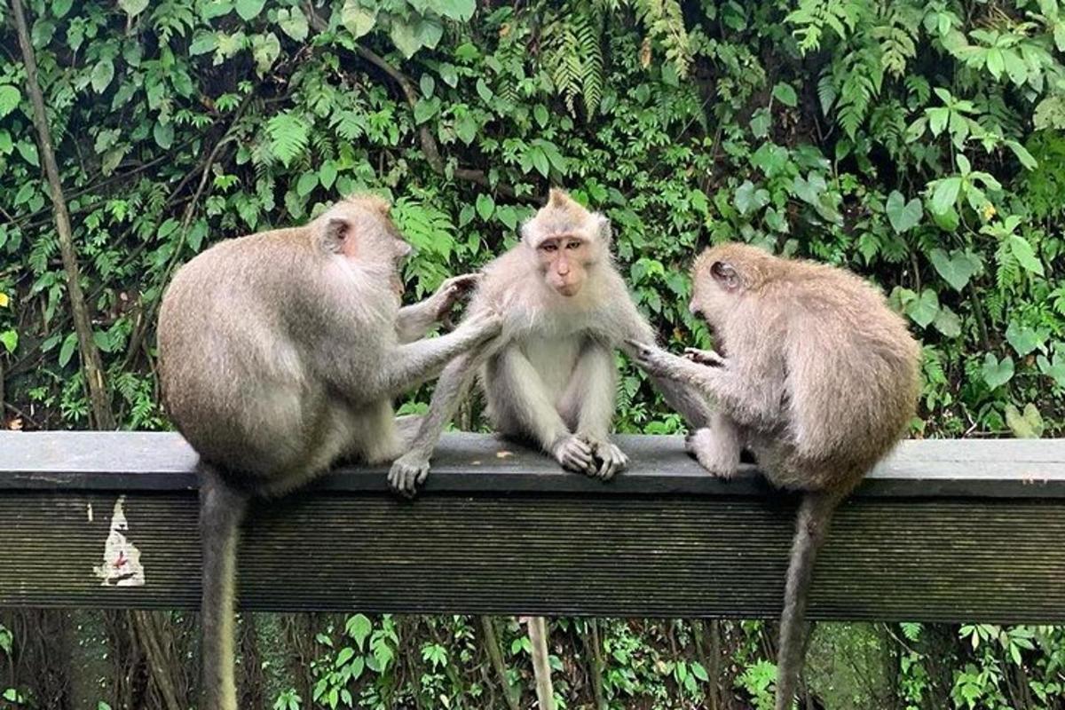 três macacos sentados em cima de uma cerca