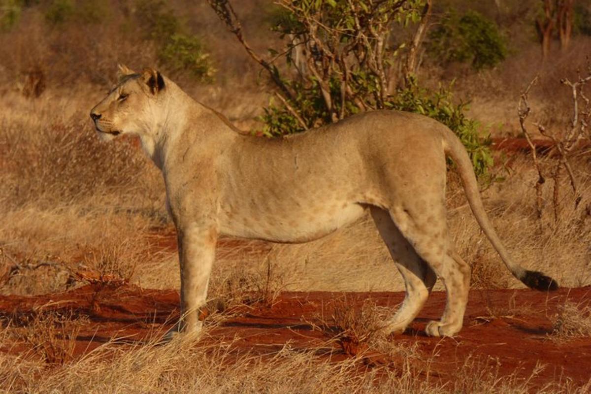Un león parado en un campo de hierba alta
