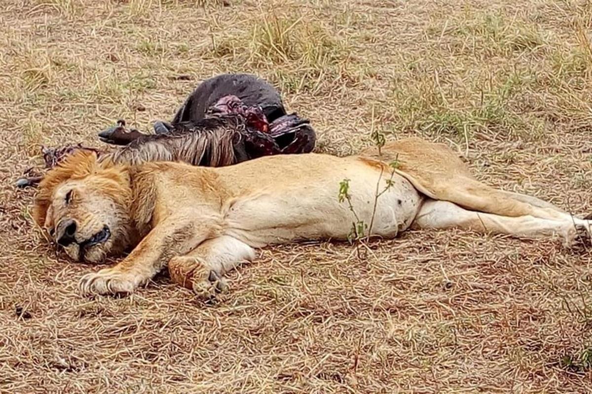 a dog laying on the grass next to a dead lion