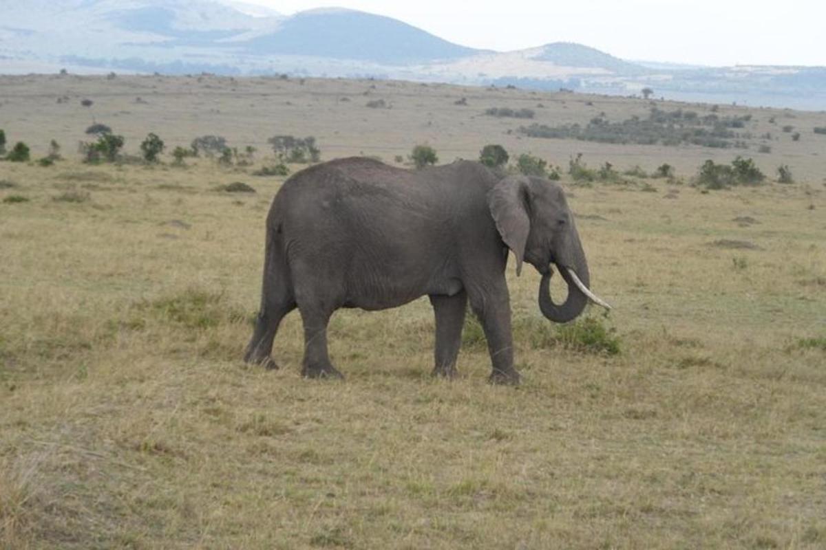 Un elefante parado en un campo de hierba