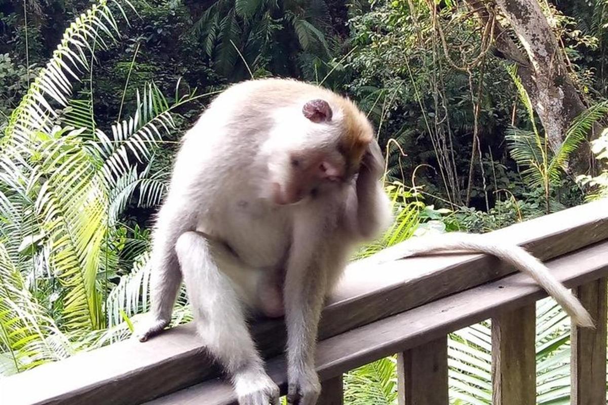 a monkey sitting on top of a wooden rail