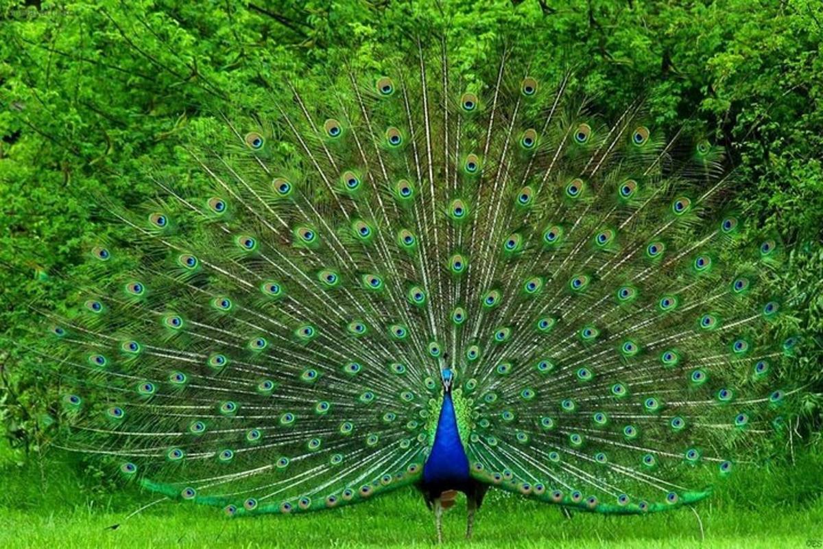 un pavone con le piume sparse sull'erba
